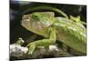 Globe-Horned Chameleon (Flat-Casqued Chameleon) (Calumma Globifer), Endemic, Madagascar, Africa-G &-Mounted Photographic Print