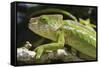 Globe-Horned Chameleon (Flat-Casqued Chameleon) (Calumma Globifer), Endemic, Madagascar, Africa-G &-Framed Stretched Canvas