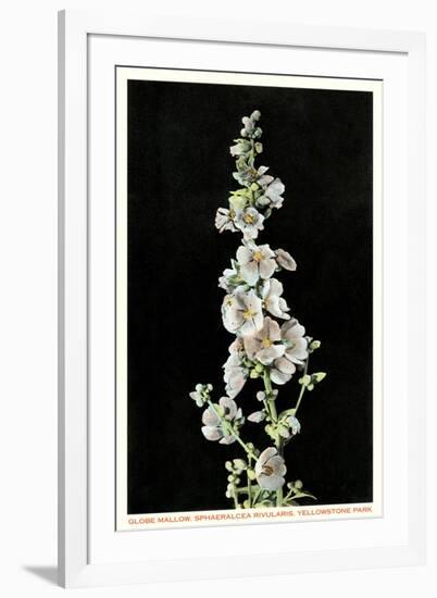 Globe Mallow, Yellowstone National Park-null-Framed Art Print