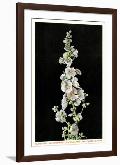 Globe Mallow, Yellowstone National Park-null-Framed Art Print