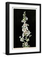 Globe Mallow, Yellowstone National Park-null-Framed Art Print