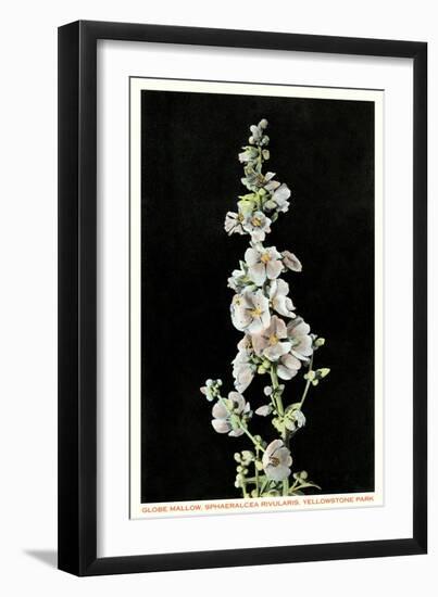 Globe Mallow, Yellowstone National Park-null-Framed Art Print