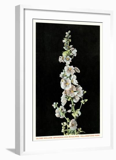 Globe Mallow, Yellowstone National Park-null-Framed Art Print