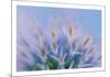Globe Thistle Abstract-Don Paulson-Mounted Giclee Print