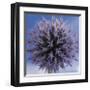 Globe Thistle-Don Paulson-Framed Giclee Print