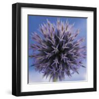 Globe Thistle-Don Paulson-Framed Giclee Print