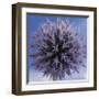 Globe Thistle-Don Paulson-Framed Giclee Print