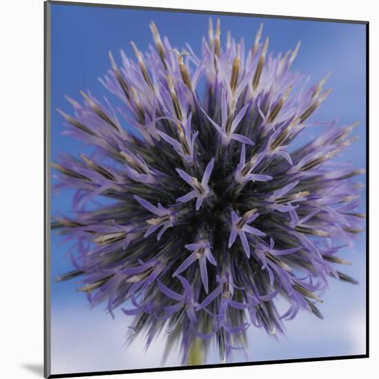 Globe Thistle-Don Paulson-Mounted Giclee Print