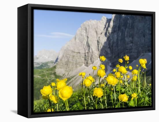 Globeflower, Karwendel Mountain Range, Austria-Martin Zwick-Framed Stretched Canvas