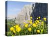 Globeflower, Karwendel Mountain Range, Austria-Martin Zwick-Stretched Canvas