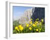 Globeflower, Karwendel Mountain Range, Austria-Martin Zwick-Framed Premium Photographic Print