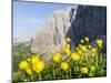 Globeflower, Karwendel Mountain Range, Austria-Martin Zwick-Mounted Premium Photographic Print