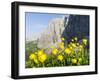 Globeflower, Karwendel Mountain Range, Austria-Martin Zwick-Framed Photographic Print