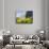 Globeflower, Karwendel Mountain Range, Austria-Martin Zwick-Photographic Print displayed on a wall