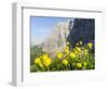 Globeflower, Karwendel Mountain Range, Austria-Martin Zwick-Framed Photographic Print