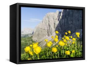 Globeflower, Karwendel Mountain Range, Austria-Martin Zwick-Framed Stretched Canvas
