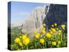 Globeflower, Karwendel Mountain Range, Austria-Martin Zwick-Stretched Canvas