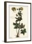 Globeflower, Trollius Europaeus, Linn-The Younger Dupin-Framed Giclee Print