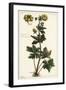 Globeflower, Trollius Europaeus, Linn-The Younger Dupin-Framed Giclee Print