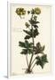 Globeflower, Trollius Europaeus, Linn-The Younger Dupin-Framed Giclee Print