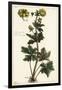 Globeflower, Trollius Europaeus, Linn-The Younger Dupin-Framed Giclee Print