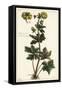 Globeflower, Trollius Europaeus, Linn-The Younger Dupin-Framed Stretched Canvas