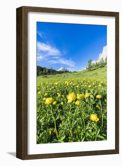 Globeflowers buttercup type flowers in the green meadows surrounding Cima dei Colesei peak-Roberto Moiola-Framed Photographic Print