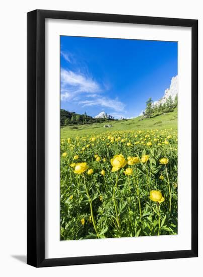 Globeflowers buttercup type flowers in the green meadows surrounding Cima dei Colesei peak-Roberto Moiola-Framed Photographic Print