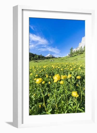 Globeflowers buttercup type flowers in the green meadows surrounding Cima dei Colesei peak-Roberto Moiola-Framed Photographic Print