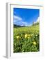 Globeflowers buttercup type flowers in the green meadows surrounding Cima dei Colesei peak-Roberto Moiola-Framed Photographic Print