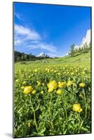 Globeflowers buttercup type flowers in the green meadows surrounding Cima dei Colesei peak-Roberto Moiola-Mounted Photographic Print