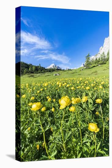 Globeflowers buttercup type flowers in the green meadows surrounding Cima dei Colesei peak-Roberto Moiola-Stretched Canvas