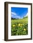 Globeflowers buttercup type flowers in the green meadows surrounding Cima dei Colesei peak-Roberto Moiola-Framed Photographic Print