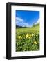 Globeflowers buttercup type flowers in the green meadows surrounding Cima dei Colesei peak-Roberto Moiola-Framed Photographic Print