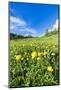 Globeflowers buttercup type flowers in the green meadows surrounding Cima dei Colesei peak-Roberto Moiola-Mounted Photographic Print