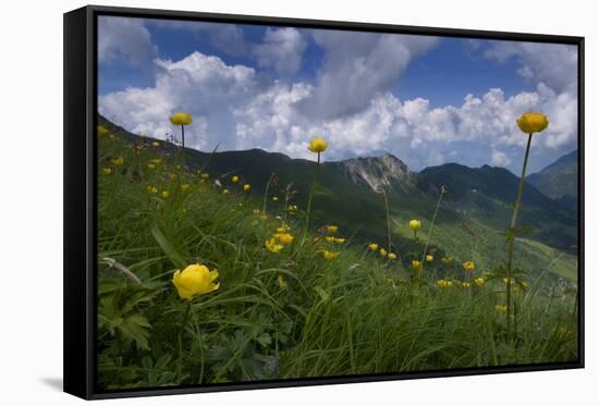 Globeflowers (Trollius Europaeus) Flowering, Liechtenstein, June 2009-Giesbers-Framed Stretched Canvas