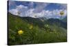 Globeflowers (Trollius Europaeus) Flowering, Liechtenstein, June 2009-Giesbers-Stretched Canvas