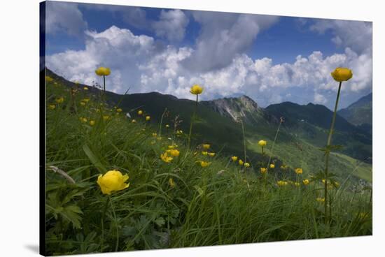 Globeflowers (Trollius Europaeus) Flowering, Liechtenstein, June 2009-Giesbers-Stretched Canvas