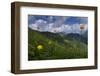 Globeflowers (Trollius Europaeus) Flowering, Liechtenstein, June 2009-Giesbers-Framed Photographic Print