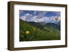 Globeflowers (Trollius Europaeus) Flowering, Liechtenstein, June 2009-Giesbers-Framed Photographic Print