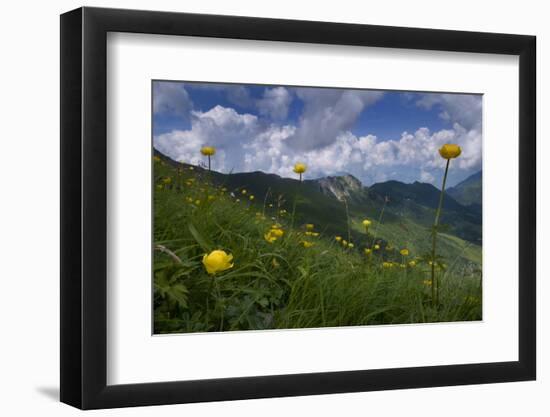 Globeflowers (Trollius Europaeus) Flowering, Liechtenstein, June 2009-Giesbers-Framed Photographic Print