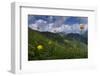 Globeflowers (Trollius Europaeus) Flowering, Liechtenstein, June 2009-Giesbers-Framed Photographic Print