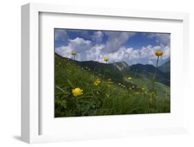 Globeflowers (Trollius Europaeus) Flowering, Liechtenstein, June 2009-Giesbers-Framed Photographic Print