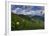 Globeflowers (Trollius Europaeus) Flowering, Liechtenstein, June 2009-Giesbers-Framed Photographic Print