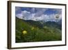 Globeflowers (Trollius Europaeus) Flowering, Liechtenstein, June 2009-Giesbers-Framed Photographic Print