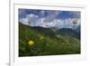 Globeflowers (Trollius Europaeus) Flowering, Liechtenstein, June 2009-Giesbers-Framed Photographic Print