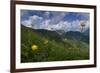 Globeflowers (Trollius Europaeus) Flowering, Liechtenstein, June 2009-Giesbers-Framed Photographic Print