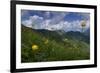 Globeflowers (Trollius Europaeus) Flowering, Liechtenstein, June 2009-Giesbers-Framed Photographic Print