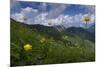 Globeflowers (Trollius Europaeus) Flowering, Liechtenstein, June 2009-Giesbers-Mounted Photographic Print