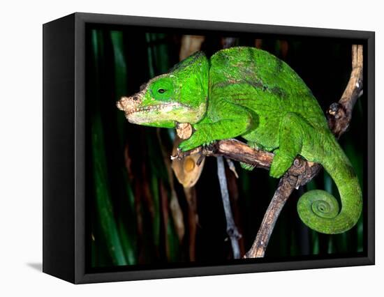 Globifer Chameleon, Native to Madagascar-David Northcott-Framed Stretched Canvas